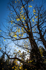 autumn foliage in styria, austria