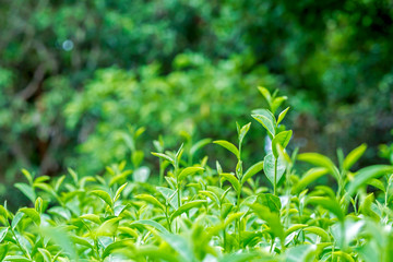 Fototapeta na wymiar Close up of fresh green tea leaves growth on tea plantation