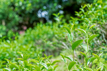Close up of fresh green tea leaves growth on tea plantation