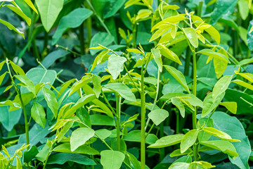 Close up of Sauropus androgynus or pucuk manis growing in an organic vegetable garden