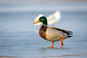 Male mallard, anas platyrhynchos, walking on ice of frozen river in winter at sunrise. Wild duck in wintertime in movement. Cute bird with green head on snow in wintertime
