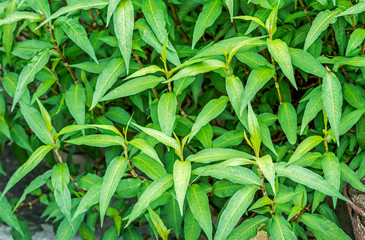 Close up of fresh Vietnamese coriander plant growth in vegetable garden