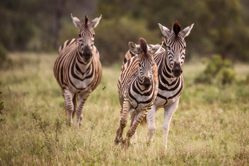 Plains zebra in Kruger National park, South Africa
