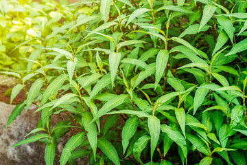 Close up of fresh Vietnamese coriander plant growth in vegetable garden