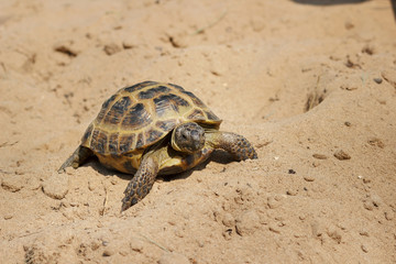 Central Asian tortoise crawling on the sand.