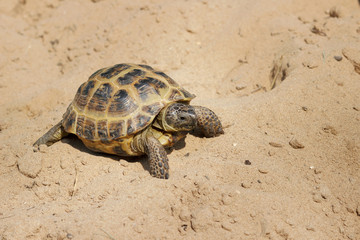 Central Asian tortoise crawling on the sand.