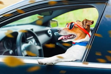 Foto op Plexiglas Grappige hond hond auto stuurwiel