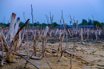 Scenery of land with dry and cracked ground with dead perennial tree and twilight sky. Desert,Global warming background. Select focus.