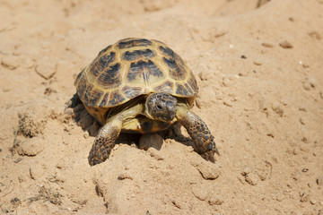 Central Asian tortoise crawling on the sand.