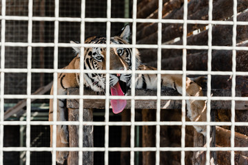 selective focus of tiger lying in cage