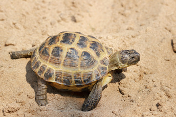 Central Asian tortoise crawling on the sand.