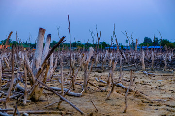 Scenery of land with dry and cracked ground with dead perennial tree and twilight sky. Desert,Global warming background. Select focus.