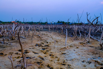 Scenery of land with dry and cracked ground with dead perennial tree and twilight sky. Desert,Global warming background. Select focus.
