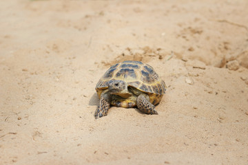 Central Asian tortoise crawling on the sand.