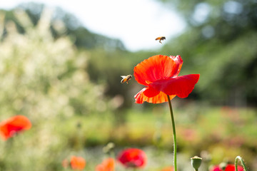 Obraz premium ポピーとミツバチ