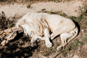 White lion sleeping on green grass outside