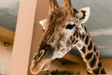 cute and tall giraffe with long neck and horns in zoo