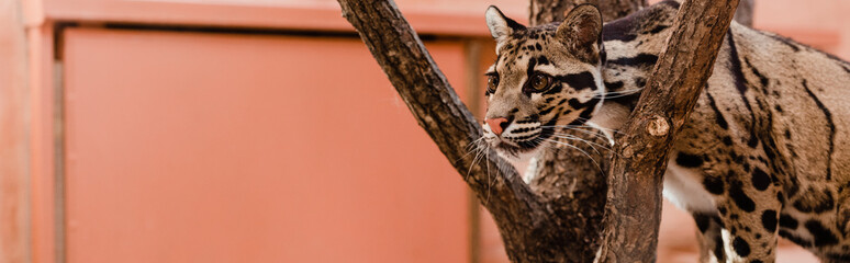 panoramic shot of leopard standing near tree in zoo