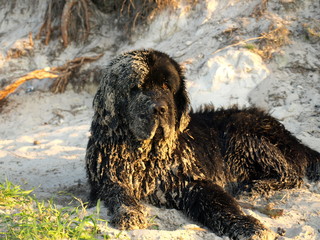 One Newfoundland Dog Lies on the Sand