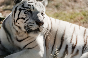 Selective focus of white tiger lying outside in zoo