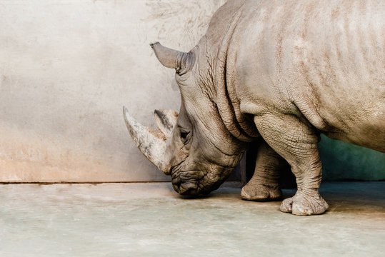 Rhinoceros Standing Near Wall In Zoo