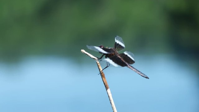 Widow Skimmer dragonfly, Libellula luctuosa, lands on a rush stem at yates mill pond in Raleigh, North Carolina