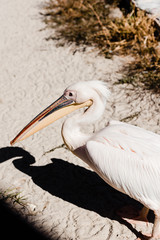 pelican with big beak walking on ground near grass