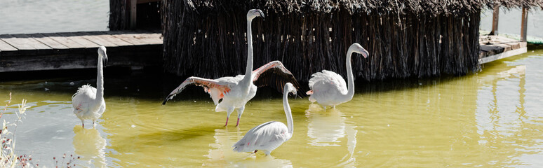 Fototapeta premium panoramic shot of pink flamingos in pond near building