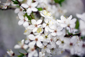 Cherry tree blossoming in the springtime. Selective focus.