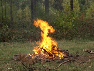 fire burning in a park / forest bonfire