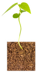 young plant in soil isolated on white