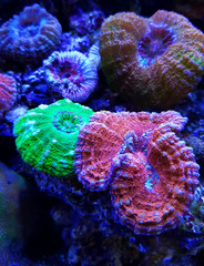 Coral reef. Underwater colorful background.