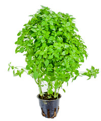 Basil plant in a pot isolated on a white background. 