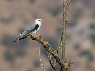 Black-winged Kite Perched on Tree Branch