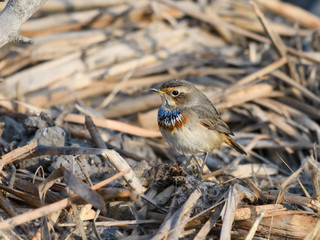 Bluethroat Foraging on the Ground