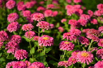 Close-up photos of pink flowers in the park
