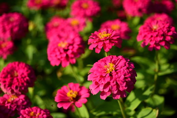 Obraz premium Close-up photos of pink flowers in the park
