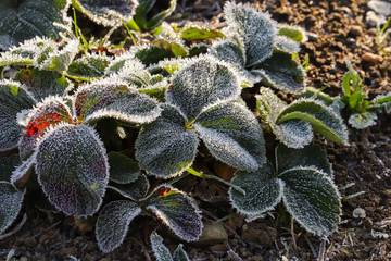 Frozen strawberry leaves 