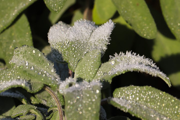 Frost turning to water on sage leaves 