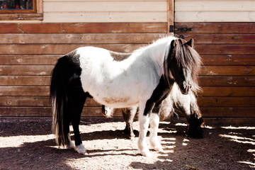 pony horses standing near wooden fence