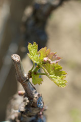 Fototapeta premium New leaves of vineyards