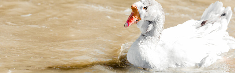 Panoramic shot of white duck swimming in pond