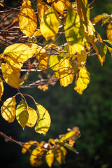 Autumn foliage on a sunny day. Colorful leaves close up