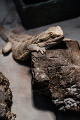 selective focus of chameleon near stone in zoo