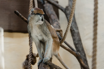 selective focus of monkey sitting near ropes