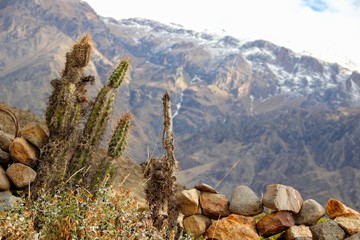 View of the beautiful winged Colca Canyon of a cactus. Arequipa, Peru