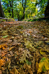 Autumn landscape - park trees and fallen autumn leaves in a park. Selective focus at the foreground.