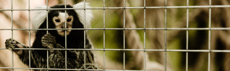 panoramic shot of marmoset monkey near cage in zoo