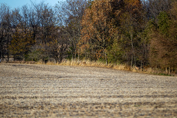 Running Deer 0980