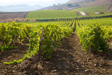 Fototapeta na wymiar Vineyards in Sicily